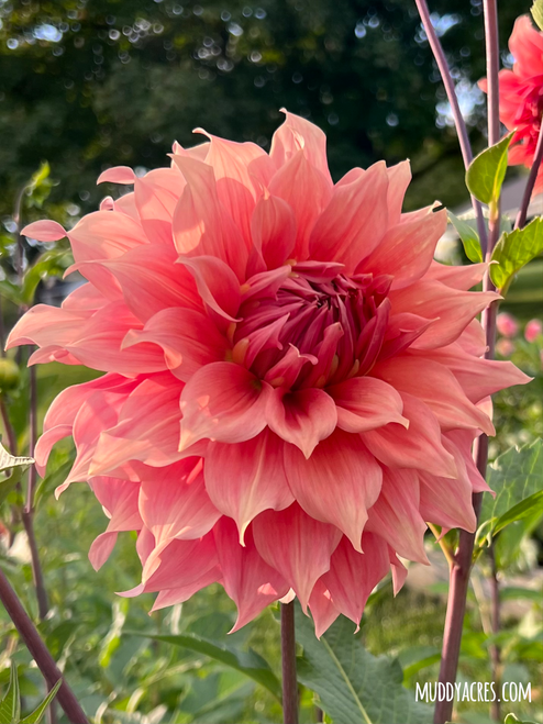 A fluffly orange dahlia.