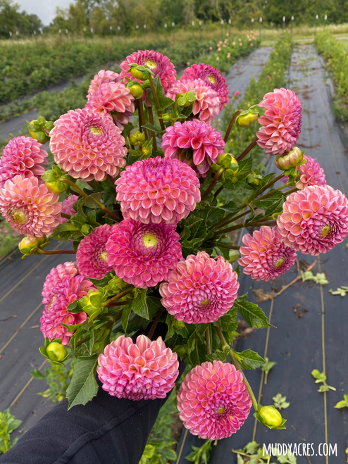 A bouquet of dahlia Caitlin's Joy in the dahlia field at Muddy Acres Flower Farm