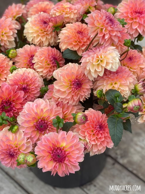 A bucket of Dahlia Sebastian against a wood background.