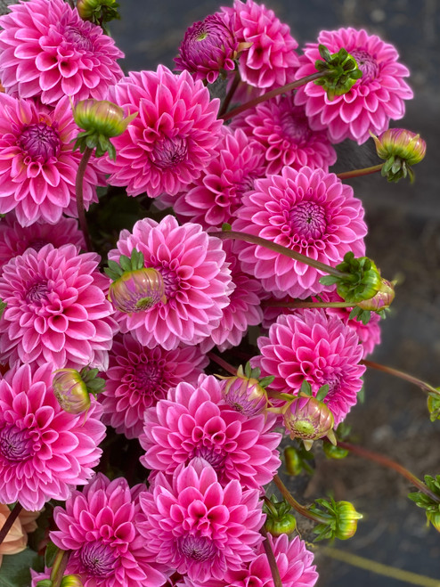 Bucket of Dahlia Pink sylvia, dahlia, pink dahlia, tuber, bubblegum pink flower Bucket of Dahlia Pink sylvia, dahlia, pink dahlia, tuber, bubblegum pink flower