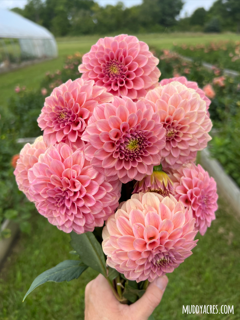 A bouquet of dahlia Rock Run Ashley at Muddy Acres Flower Farm