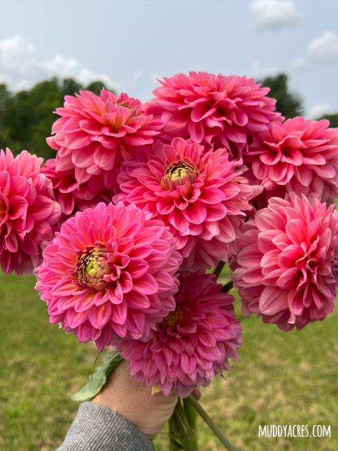 A bouquet of dahlia Pink Runner.