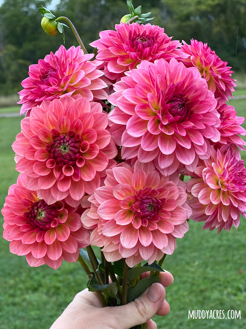 Bouquet of Jabberbox dahlias