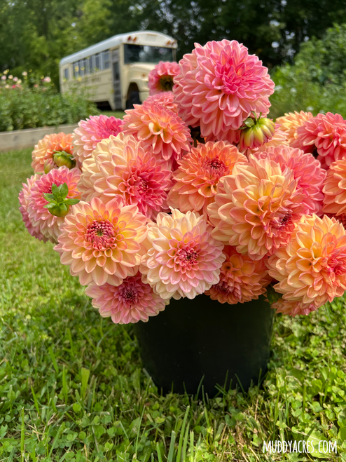 A black bucket full of dahlia Lark's Ebbe at Muddy Acres Flower Farm.