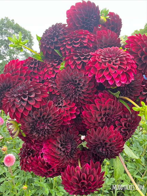 A bouquet of deep burgundy dahlia Shadow Cat.
