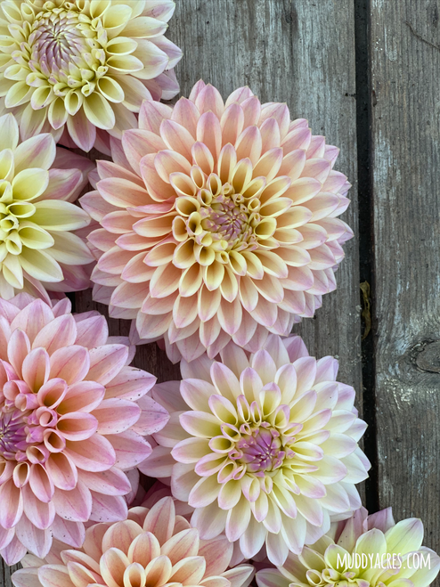 dahlia Coralie on vintage wood flatlay