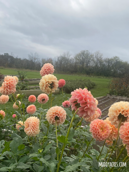Dahlia Crichton Honey growing in the field.