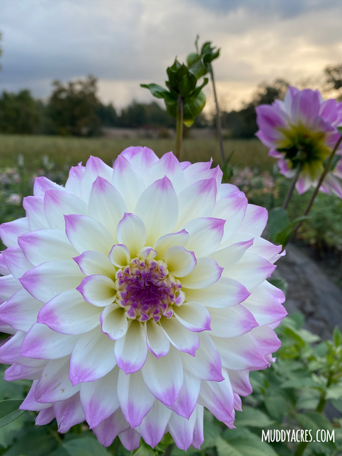 Ferncliff illusion dinnerplate dahlia