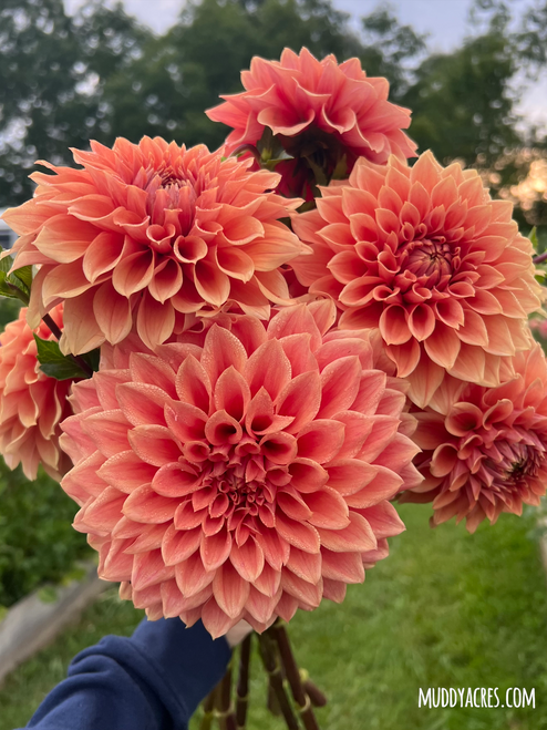 A bouquet of dahlia Hy Patti, an orange dahlia, at Muddy Acres Flower Farm