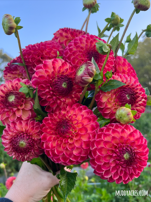 A bouquet of dahlia Camano Mordor.