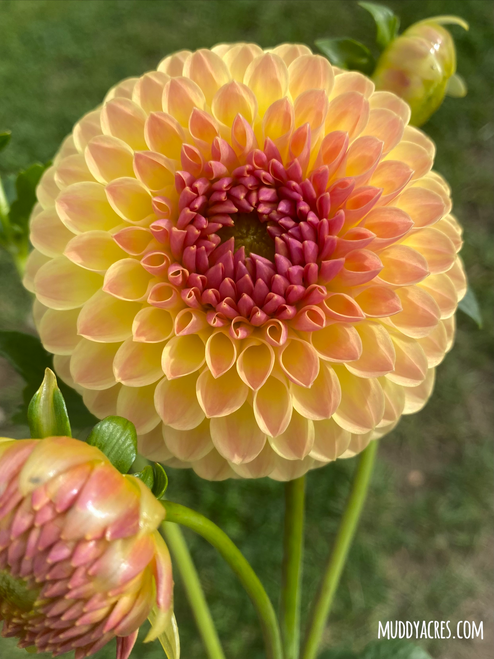 Lakeland Autumn Dahlia in shades of yellow and rust