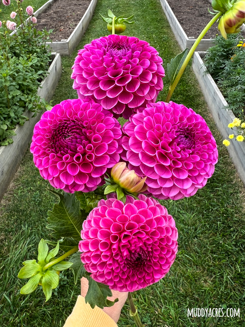 Tahoma April dahlia