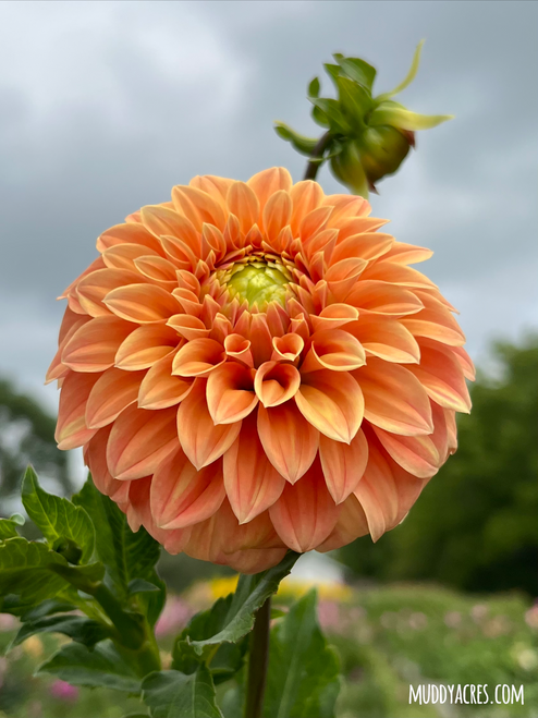 Dahlia Bracken Palomino against cloudy skies.