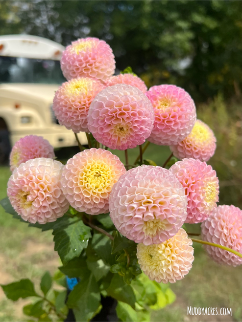 A bouquet of Camano Zoe at Muddy Acres Flower Farm.