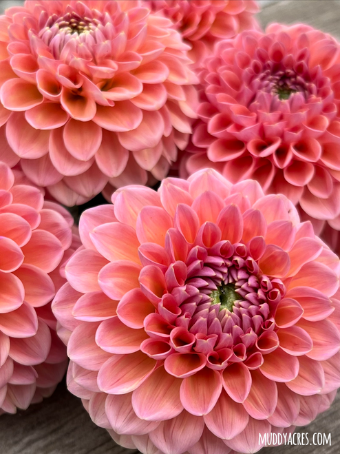 Up-close photo of dahlia Natalie G.