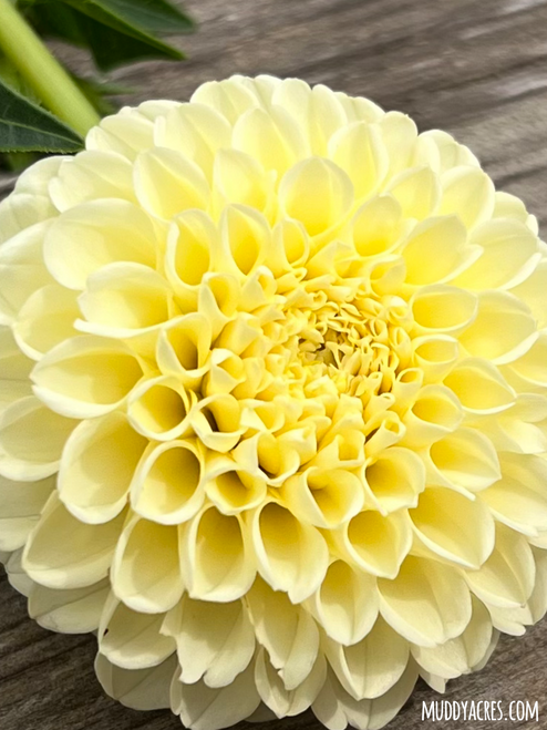 Up close photo of Dahlia Creamy.