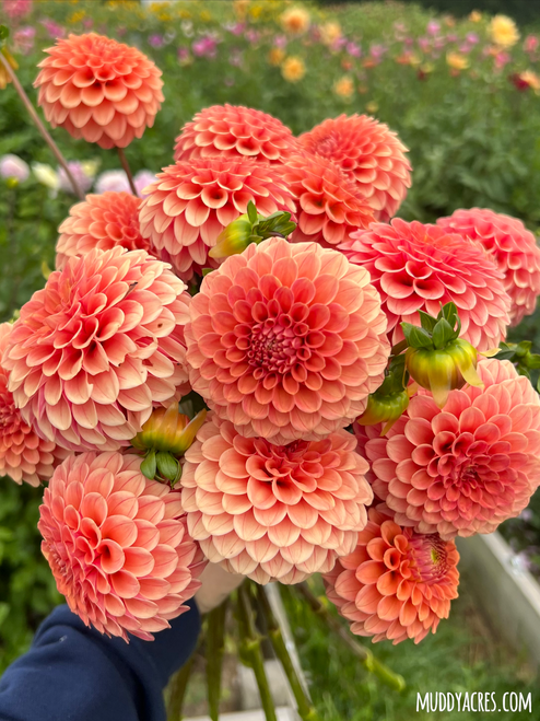 A bouquet of Dahlia Rose Toscano in the field at Muddy Acres Flower Farm