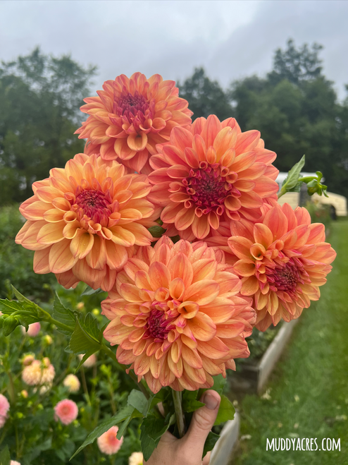 A bouquet of Dahlia Ferncliff Copper