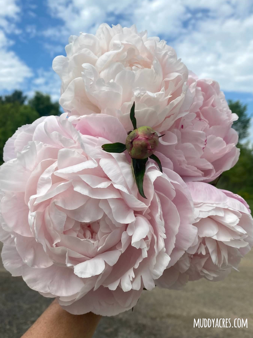 A bouquet of peony Nick Shaylor