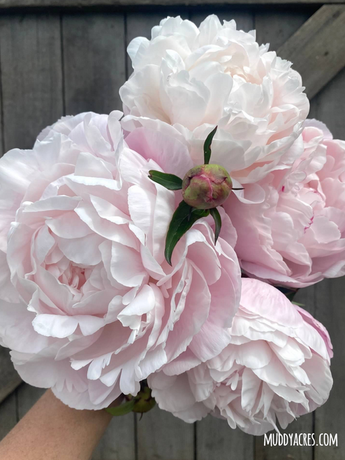 A bouquet of peony Nick Shaylor