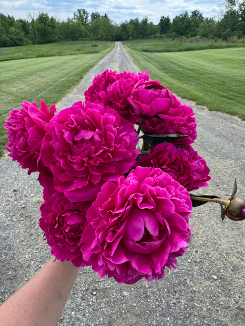 Peony Kansas - 3-5 Eye Bare Root