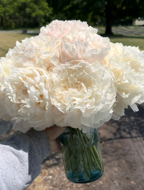 A bouquet of white peony Mother's Choice. 