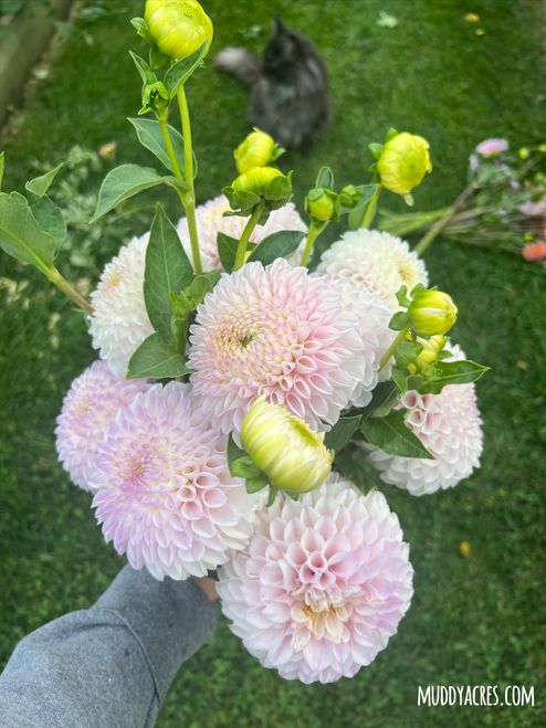 A bouquet of dahlia Pink Pearl