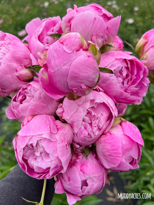 A bouquet of pink peony Alexander Fleming.