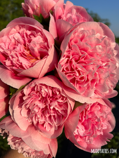 A large bouquet of peony Etched Salmon against a blue sky.
