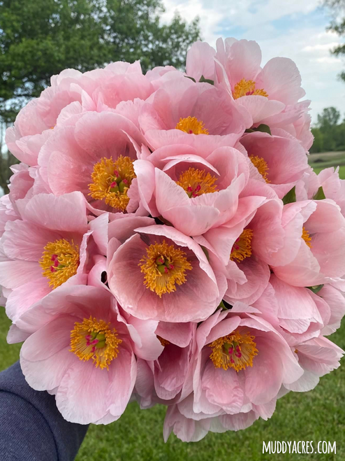 A bouquet of peony Soft Salmon Saucer against a blue sky. 