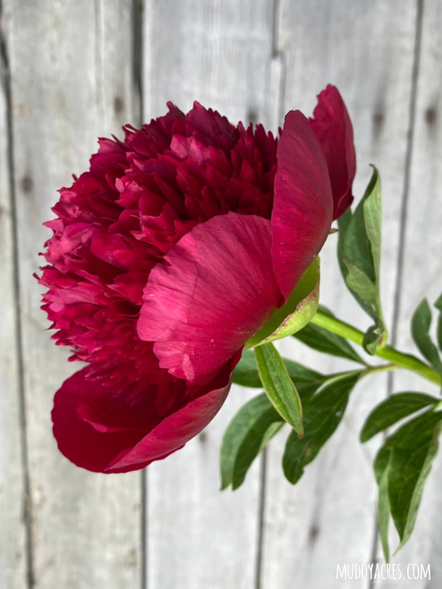 Peony Red Charm against a wood backdrop.