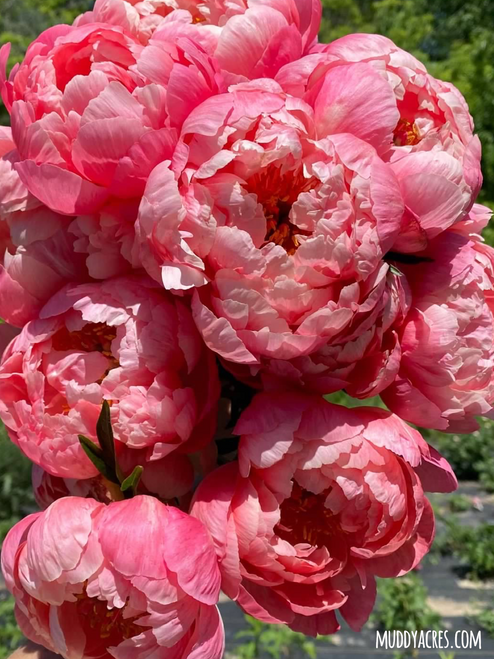 A bouquet of Coral Charm peonies.