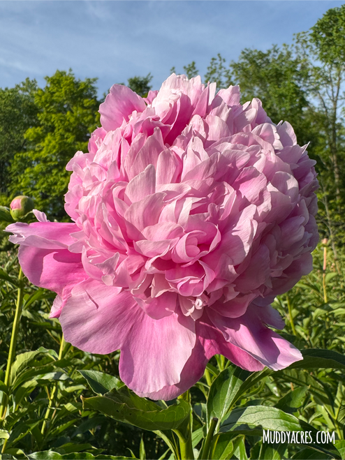 An up-close photo of peony Mons Jules Elie