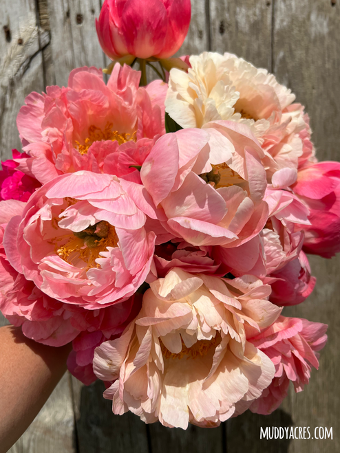 A bouquet of peony Pink Hawaiian Coral against a wood backdrop.