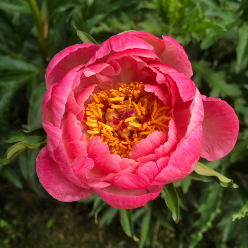 Peony Coral Sunset which is a coral peony with a yellow center.