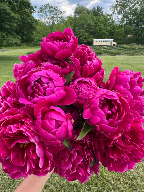 Peony Karl Rosenfield | 3-5 Eye Bare Root