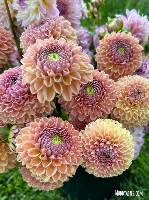 A bouquet of Dahlia Valley Tawny