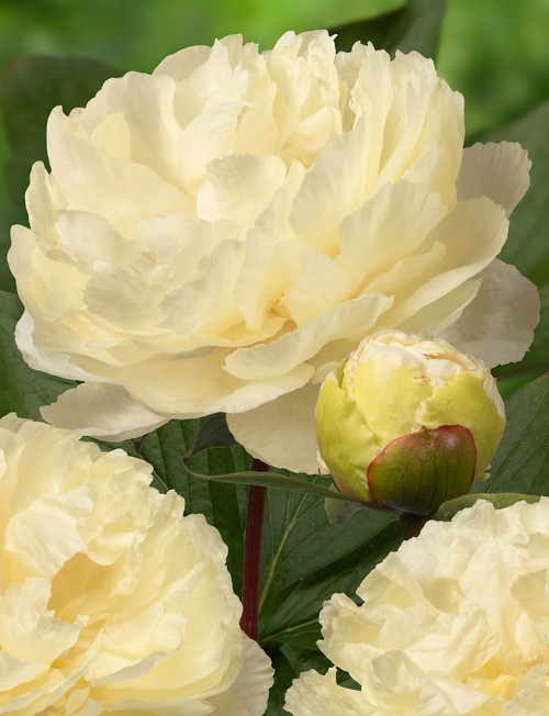 Peony Sunny Girl