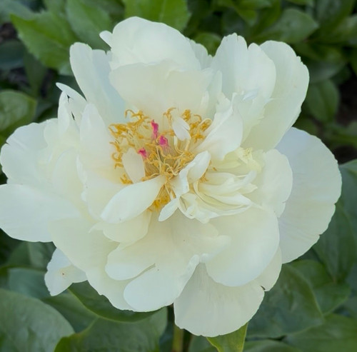 Peony Sunny Girl | 3-5 Eye Bare Root