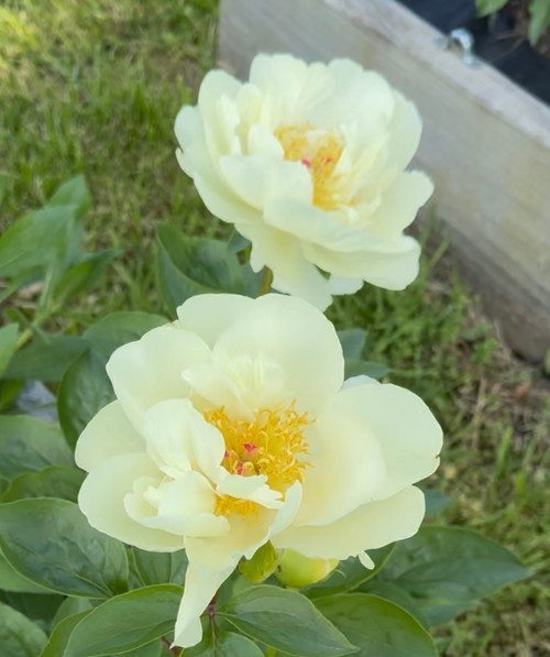 Peony Sunny Girl | 3-5 Eye Bare Root