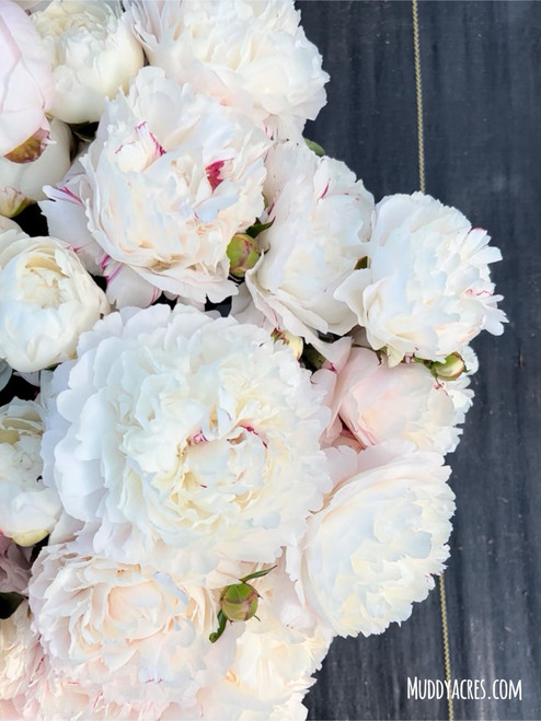 A bouquet of peony Shirley Temple which is a double white peony.