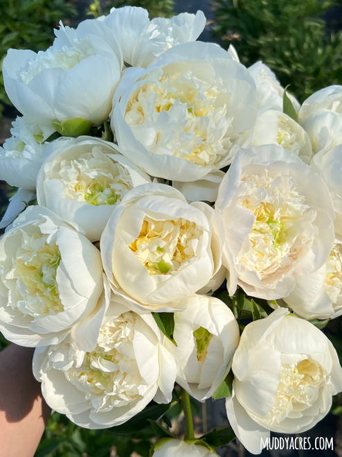 A large bouquet of peony Duchesse de Nemours.