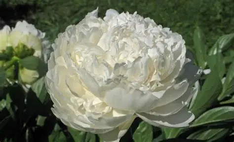 Peony Casa Blanca | 3-5 Eye Bare Root