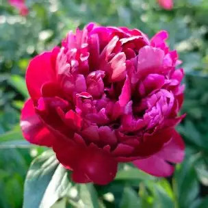 Peony Peter Brand | 3-5 Eye Bare Root