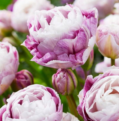Double Tulip Double Surprise- 10 Bulbs