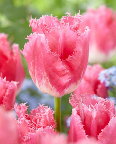 Fringe Tulip Fancy Frills - 10 Bulbs