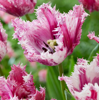 Fringe Tulip Purple Circus - 10 Bulbs