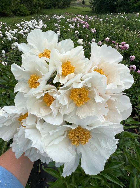 A bouquet of peony Krinkled White.