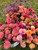 Deposit for Bulk Flowers