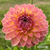 Dahlia Hillcrest Suffusion, hillcrest suffusion, ball dahlia, tuber